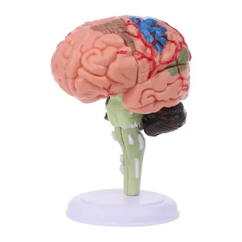4D Разобранная анатомическая модель человеческого мозга, инструмент для обучения анатомии, статуи, скульптуры, для школьного использования, Челнок