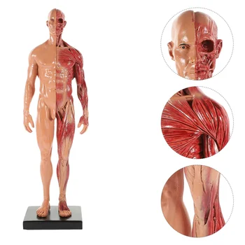 Анатомическая модель мышц человеческого тела Модель Рисования художника Анатомическая модель мышц