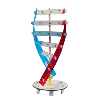 Модель ДНК человеческих генов модель двойной спирали научная развивающая игрушка учебный инструмент украшение дома для ученика учителя