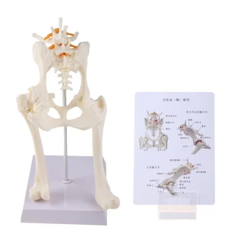 Поясничный Тазобедренный сустав собаки с моделью бедренной кости, обучающей анатомии, дисплей скелета 35 см * 15 см * 11 см