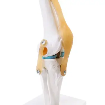 Функциональная модель человеческого коленного сустава, мениска, крестообразной связки, коленной кости, коленной чашечки, обучающая модель кости